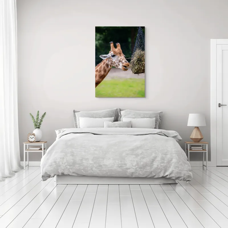 Tablou Canvas, "Girafa savurând prânzul suspendat", Giraffe, Patches, Browsing, Tall, Eating, Nature, 70 x 100 cm – poza 3