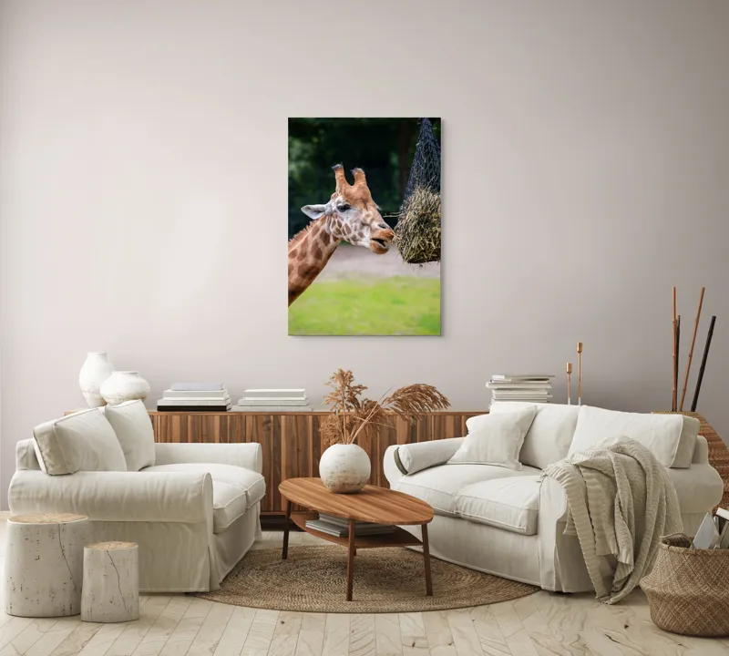 Tablou Canvas, "Girafa savurând prânzul suspendat", Giraffe, Patches, Browsing, Tall, Eating, Nature, 70 x 100 cm – poza 4