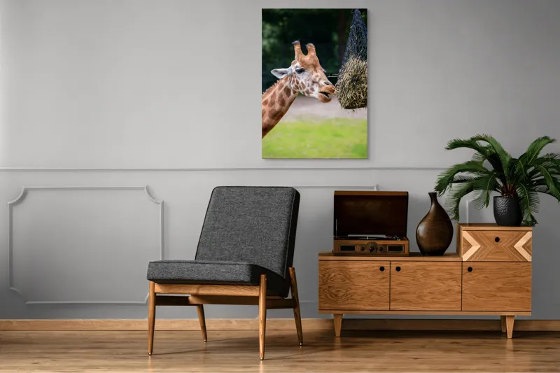 Tablou Canvas, "Girafa savurând prânzul suspendat", Giraffe, Patches, Browsing, Tall, Eating, Nature, 70 x 100 cm – poza 6