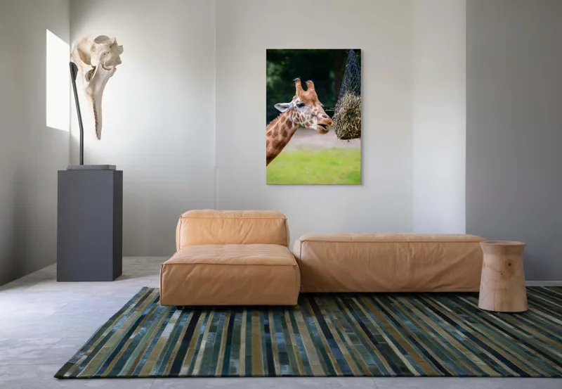 Tablou Canvas, "Girafa savurând prânzul suspendat", Giraffe, Patches, Browsing, Tall, Eating, Nature, 70 x 100 cm – poza 7