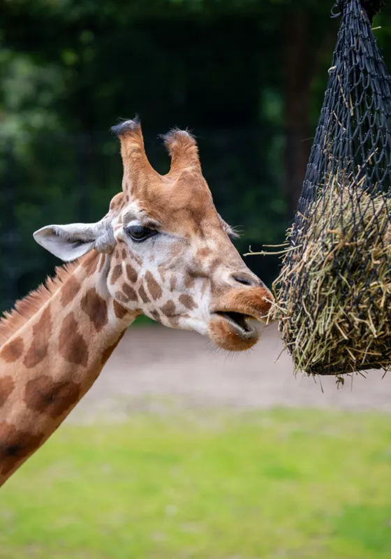 Tablou Canvas, "Girafa savurând prânzul suspendat", Giraffe, Patches, Browsing, Tall, Eating, Nature, 70 x 100 cm – poza 2