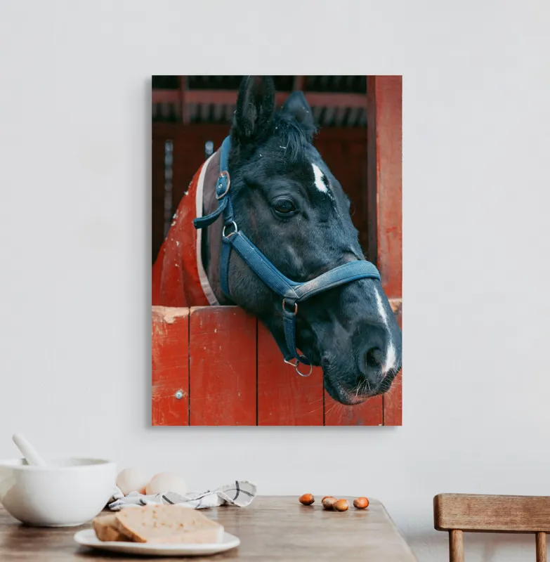 Tablou Canvas, "Calul nobil privește zarea liniștit", Cal, Zgarda, Negru, Lemn, Adăpost, Privire, Blândă, Ham, Dungă, Albă., 50 x 70 cm – poza 3