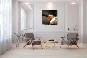 Tablou Canvas, "Maimuța călugăr savurând gustarea sa.", 100 x 100 cm – poza 7