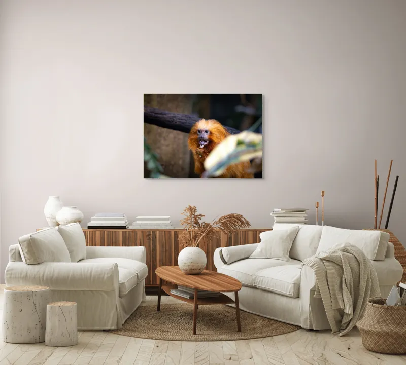 Tablou Canvas, "Maimuța călugăr savurând gustarea sa.", 100 x 70 cm – poza 3