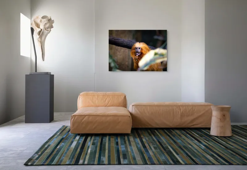 Tablou Canvas, "Maimuța călugăr savurând gustarea sa.", 100 x 70 cm – poza 7