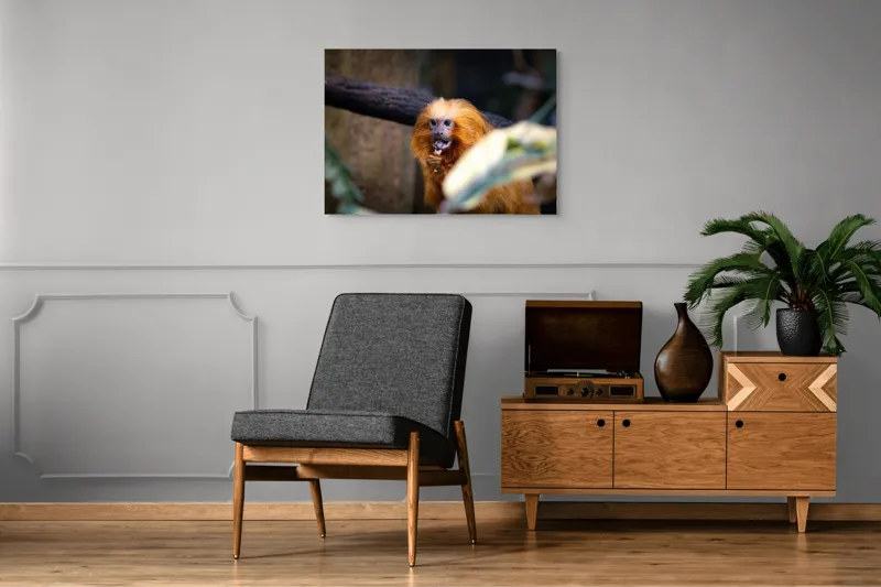 Tablou Canvas, "Maimuța călugăr savurând gustarea sa.", 100 x 70 cm – poza 8