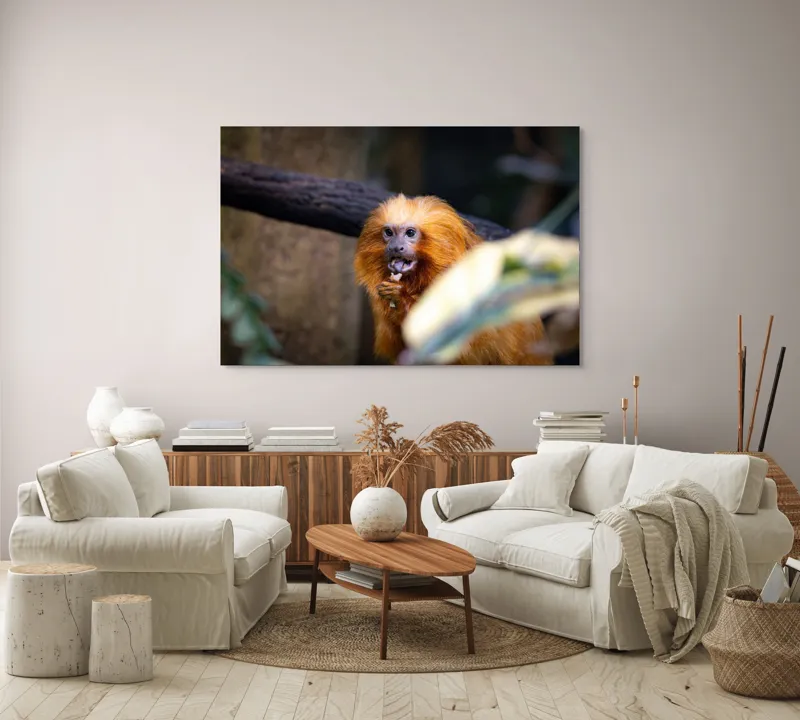 Tablou Canvas, "Maimuța călugăr savurând gustarea sa.", 150 x 100 cm – poza 3