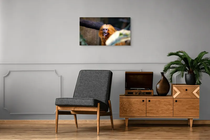 Tablou Canvas, "Maimuța călugăr savurând gustarea sa.", 90 x 50 cm – poza 6