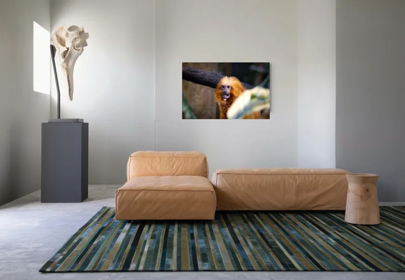 Tablou Canvas, "Maimuța călugăr savurând gustarea sa.", 90 x 50 cm – poza 8