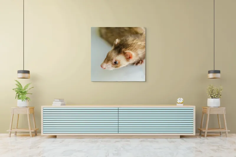Tablou Canvas, "Jocul jucăuș al dihorului domestic", Nu pot spune cine este în imagine, dar pare a fi un dihor., 100 x 100 cm – poza 5