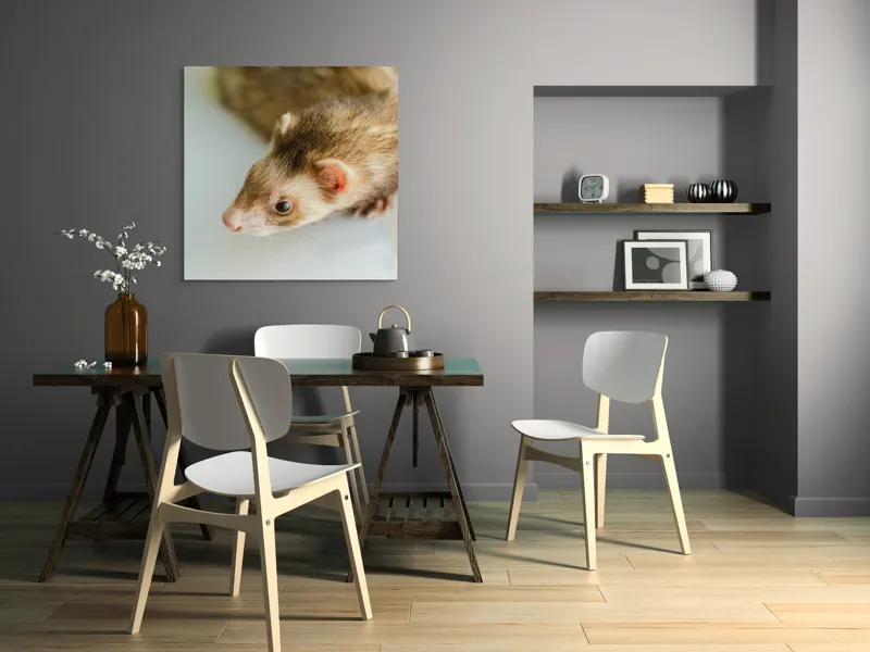 Tablou Canvas, "Jocul jucăuș al dihorului domestic", Nu pot spune cine este în imagine, dar pare a fi un dihor., 100 x 100 cm – poza 6