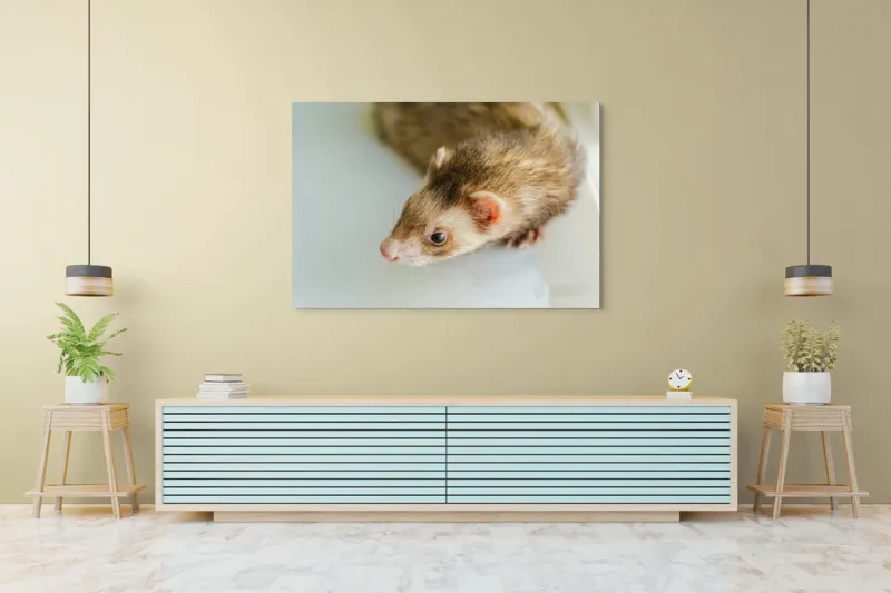 Tablou Canvas, "Jocul jucăuș al dihorului domestic", Nu pot spune cine este în imagine, dar pare a fi un dihor., 150 x 100 cm – poza 6