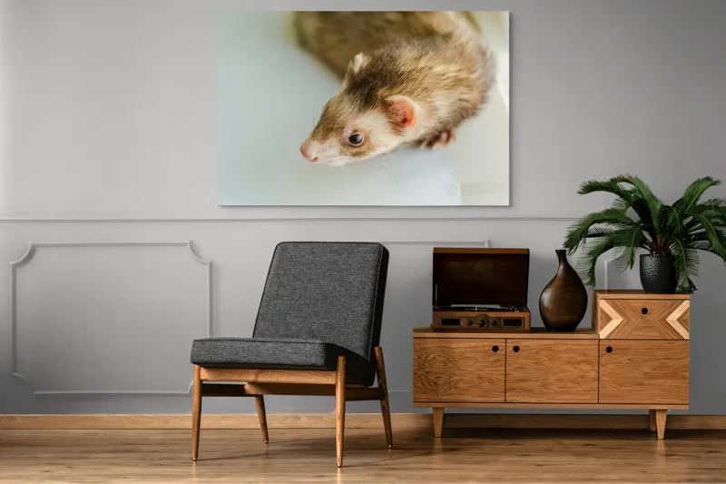 Tablou Canvas, "Jocul jucăuș al dihorului domestic", Nu pot spune cine este în imagine, dar pare a fi un dihor., 150 x 100 cm – poza 8