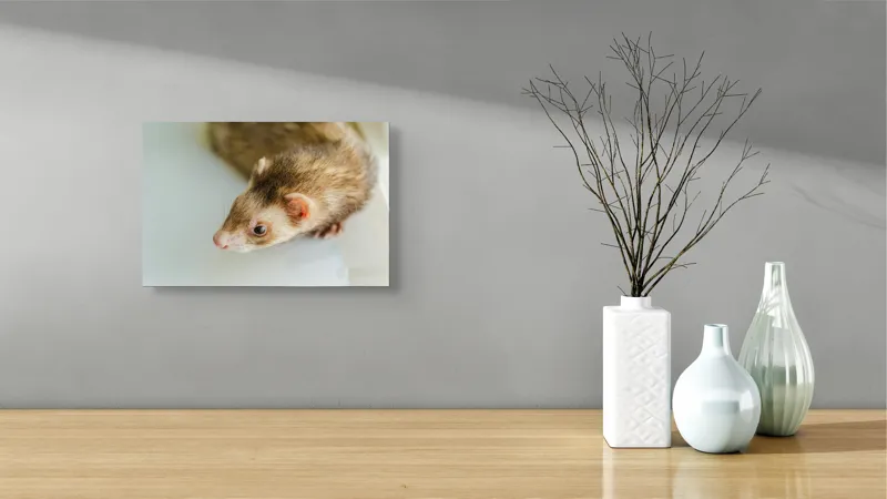 Tablou Canvas, "Jocul jucăuș al dihorului domestic", Nu pot spune cine este în imagine, dar pare a fi un dihor., 39 x 26 cm – poza 8