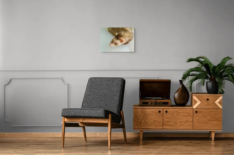 Tablou Canvas, "Jocul jucăuș al dihorului domestic", Nu pot spune cine este în imagine, dar pare a fi un dihor., 54 x 39 cm – poza 7