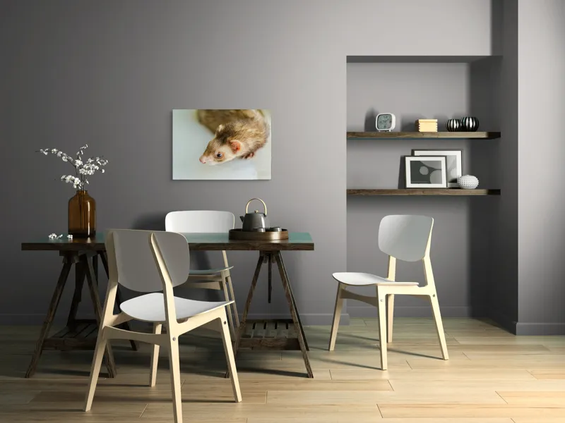 Tablou Canvas, "Jocul jucăuș al dihorului domestic", Nu pot spune cine este în imagine, dar pare a fi un dihor., 70 x 50 cm – poza 5