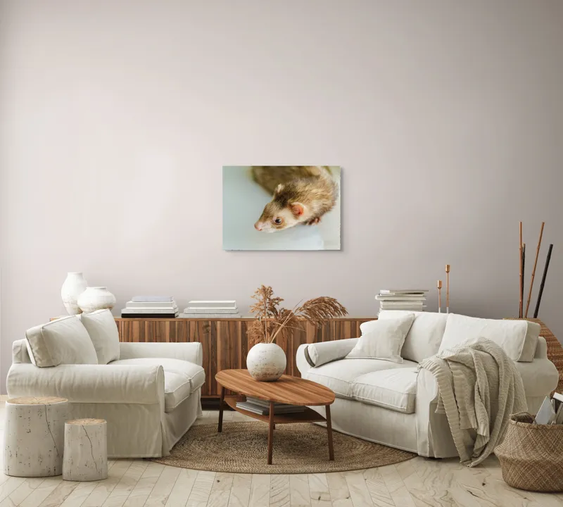 Tablou Canvas, "Jocul jucăuș al dihorului domestic", Nu pot spune cine este în imagine, dar pare a fi un dihor., 70 x 50 cm – poza 6