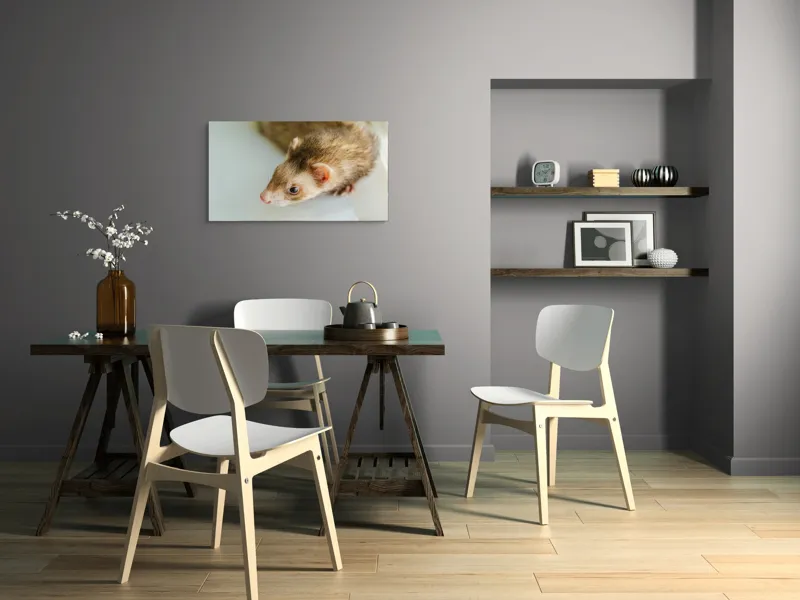 Tablou Canvas, "Jocul jucăuș al dihorului domestic", Nu pot spune cine este în imagine, dar pare a fi un dihor., 90 x 50 cm – poza 3