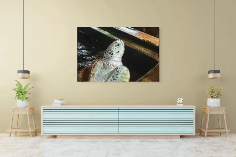 Tablou Canvas, "Țestoasa în așteptarea aventurii acvatice", 150 x 100 cm – poza 6