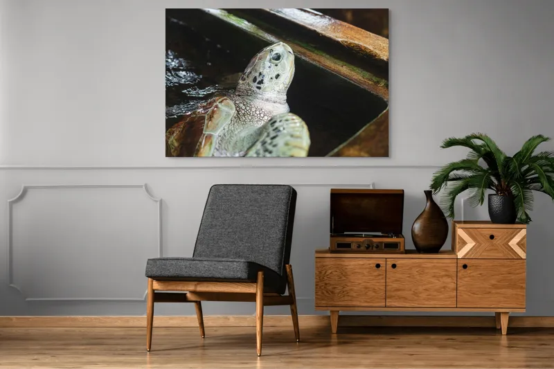 Tablou Canvas, "Țestoasa în așteptarea aventurii acvatice", 150 x 100 cm – poza 8