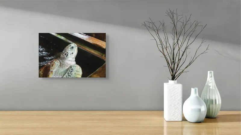 Tablou Canvas, "Țestoasa în așteptarea aventurii acvatice", 39 x 26 cm – poza 8