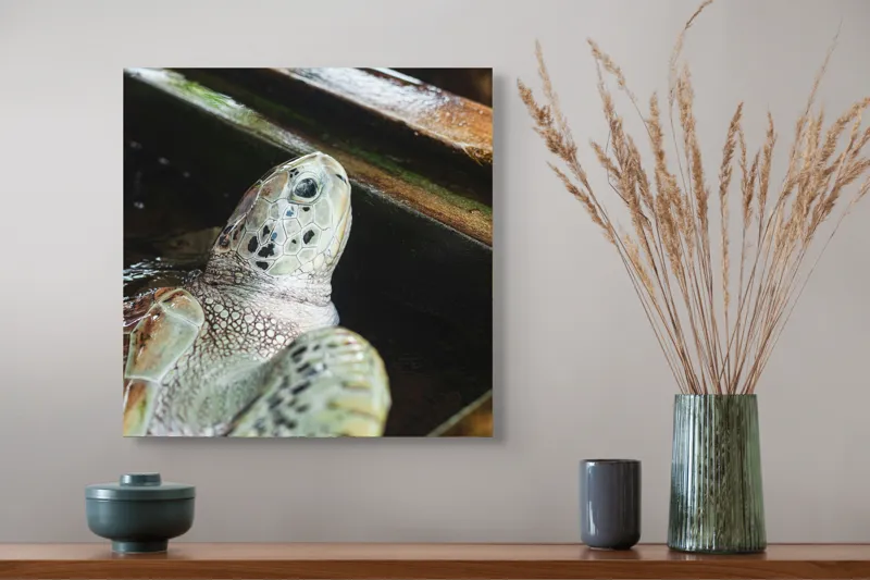 Tablou Canvas, "Țestoasa în așteptarea aventurii acvatice", Nu pot spune cine sau ce este în imagine., 50 x 50 cm – poza 4
