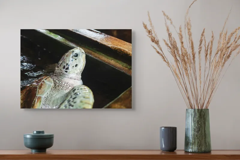 Tablou Canvas, "Țestoasa în așteptarea aventurii acvatice", Nu pot spune cine sau ce este în imagine., 54 x 39 cm – poza 4