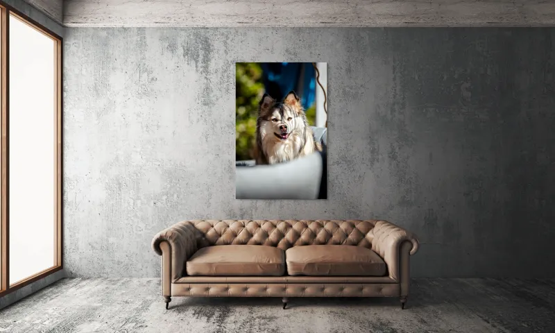 Tablou Canvas, "Câine vesel în lumina soarelui", Câine, Fluffy, Zâmbitor, Blană, Lumină, Natură, Fundal, Verde, Portret, Fericire, 100 x 150 cm – poza 6