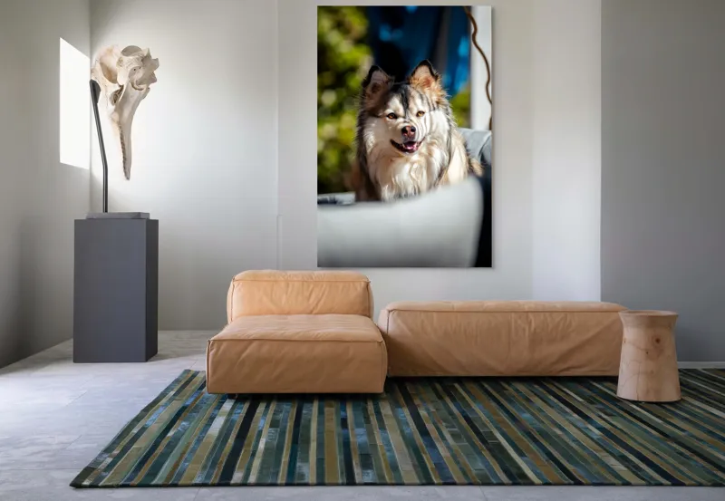 Tablou Canvas, "Câine vesel în lumina soarelui", Câine, Fluffy, Zâmbitor, Blană, Lumină, Natură, Fundal, Verde, Portret, Fericire, 100 x 150 cm – poza 7