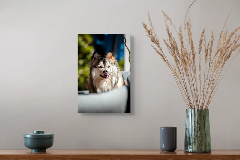 Tablou Canvas, "Câine vesel în lumina soarelui", Câine, Fluffy, Zâmbitor, Blană, Lumină, Natură, Fundal, Verde, Portret, Fericire, 26 x 39 cm – poza 5