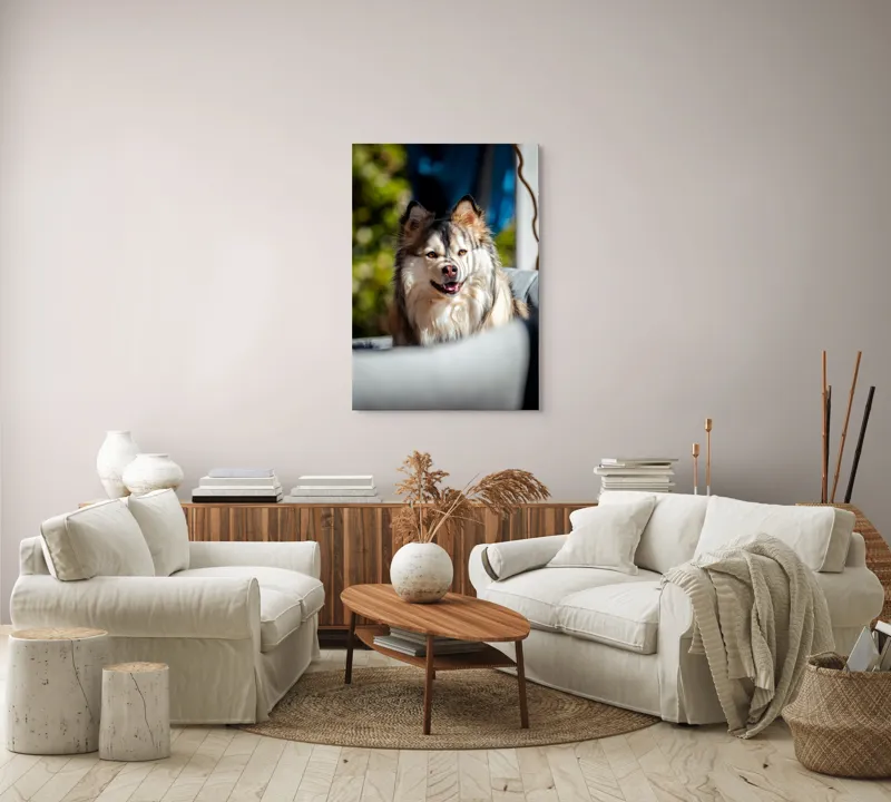 Tablou Canvas, "Câine vesel în lumina soarelui", Câine, Fluffy, Zâmbitor, Blană, Lumină, Natură, Fundal, Verde, Portret, Fericire, 70 x 100 cm – poza 4