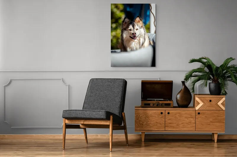 Tablou Canvas, "Câine vesel în lumina soarelui", Câine, Fluffy, Zâmbitor, Blană, Lumină, Natură, Fundal, Verde, Portret, Fericire, 70 x 100 cm – poza 6