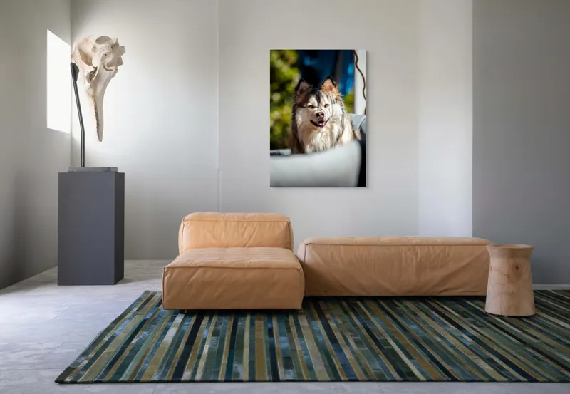 Tablou Canvas, "Câine vesel în lumina soarelui", Câine, Fluffy, Zâmbitor, Blană, Lumină, Natură, Fundal, Verde, Portret, Fericire, 70 x 100 cm – poza 7