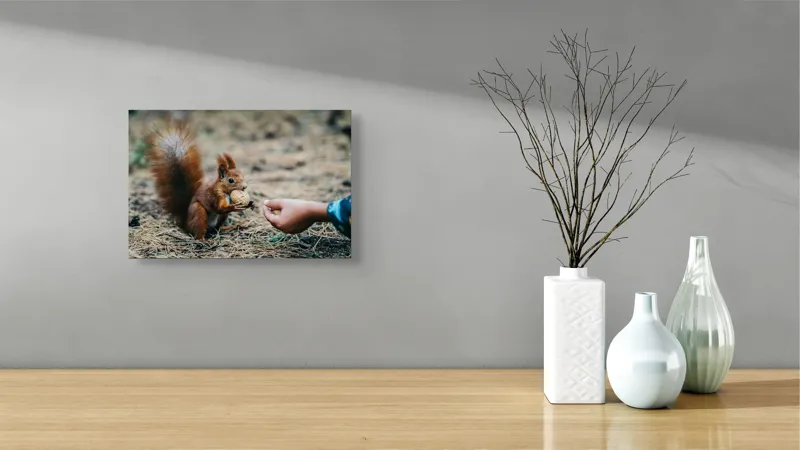 Tablou Canvas, "Întâlnire prietenoasă în pădurea de pin", Sconcs, Arahide, Blană, Coada, Pământ, Interacțiune, Mână, Natură., 39 x 26 cm – poza 8