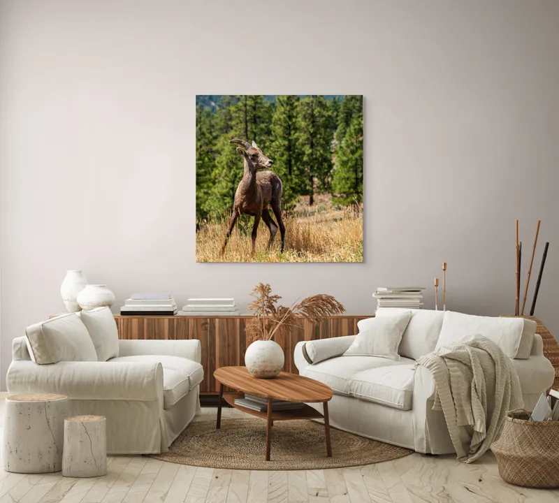 Tablou Canvas, "Capră sălbatică în pădurea de pini", Capră, Munți, Pădure, Iarbă, Cer Senin, Peisaj, Natură, Sălbăticie, 100 x 100 cm – poza 3