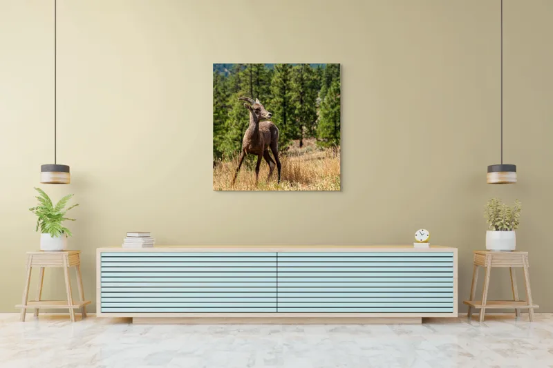 Tablou Canvas, "Capră sălbatică în pădurea de pini", Capră, Munți, Pădure, Iarbă, Cer Senin, Peisaj, Natură, Sălbăticie, 100 x 100 cm – poza 5