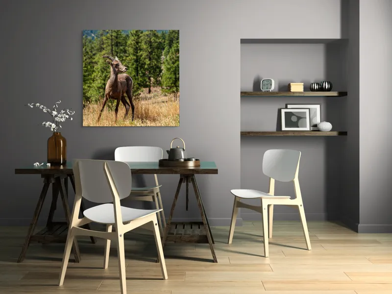 Tablou Canvas, "Capră sălbatică în pădurea de pini", Capră, Munți, Pădure, Iarbă, Cer Senin, Peisaj, Natură, Sălbăticie, 100 x 100 cm – poza 6