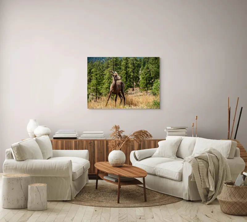 Tablou Canvas, "Capră sălbatică în pădurea de pini", Capră, Munți, Pădure, Iarbă, Cer Senin, Peisaj, Natură, Sălbăticie, 100 x 70 cm – poza 3