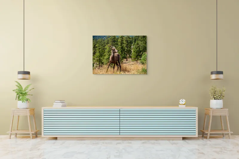 Tablou Canvas, "Capră sălbatică în pădurea de pini", Capră, Munți, Pădure, Iarbă, Cer Senin, Peisaj, Natură, Sălbăticie, 100 x 70 cm – poza 4