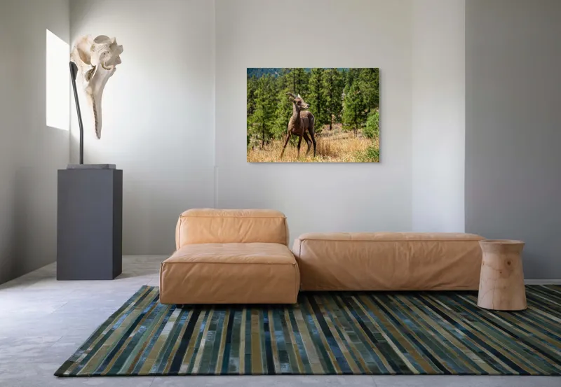 Tablou Canvas, "Capră sălbatică în pădurea de pini", Capră, Munți, Pădure, Iarbă, Cer Senin, Peisaj, Natură, Sălbăticie, 100 x 70 cm – poza 7