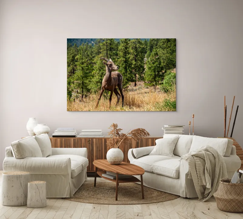 Tablou Canvas, "Capră sălbatică în pădurea de pini", Capră, Munți, Pădure, Iarbă, Cer Senin, Peisaj, Natură, Sălbăticie, 150 x 100 cm – poza 3