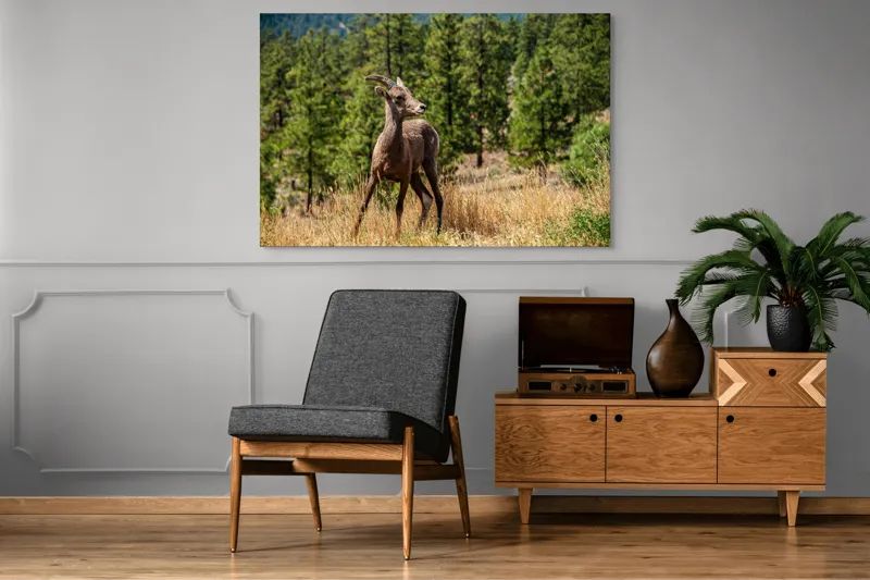 Tablou Canvas, "Capră sălbatică în pădurea de pini", Capră, Munți, Pădure, Iarbă, Cer Senin, Peisaj, Natură, Sălbăticie, 150 x 100 cm – poza 8