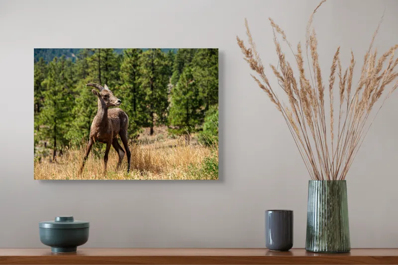 Tablou Canvas, "Capră sălbatică în pădurea de pini", Capră, Munți, Pădure, Iarbă, Cer Senin, Peisaj, Natură, Sălbăticie, 54 x 39 cm – poza 4