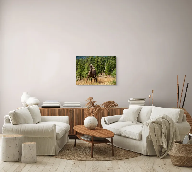 Tablou Canvas, "Capră sălbatică în pădurea de pini", Capră, Munți, Pădure, Iarbă, Cer Senin, Peisaj, Natură, Sălbăticie, 70 x 50 cm – poza 6