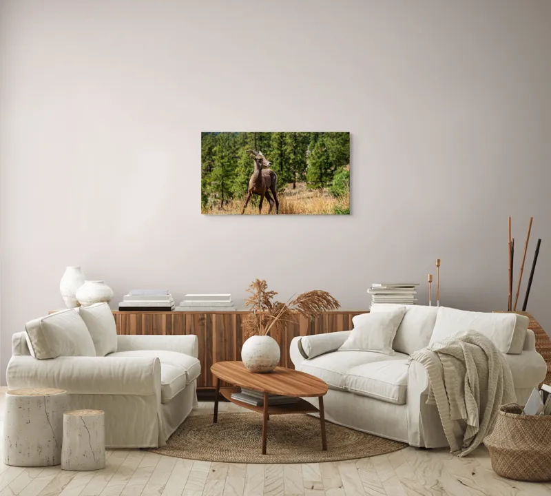 Tablou Canvas, "Capră sălbatică în pădurea de pini", Capră, Munți, Pădure, Iarbă, Cer Senin, Peisaj, Natură, Sălbăticie, 90 x 50 cm – poza 4