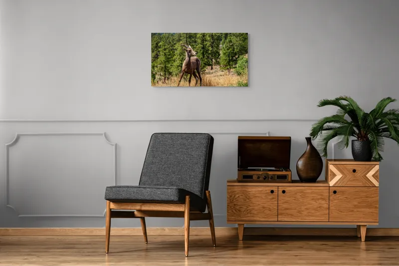 Tablou Canvas, "Capră sălbatică în pădurea de pini", Capră, Munți, Pădure, Iarbă, Cer Senin, Peisaj, Natură, Sălbăticie, 90 x 50 cm – poza 6