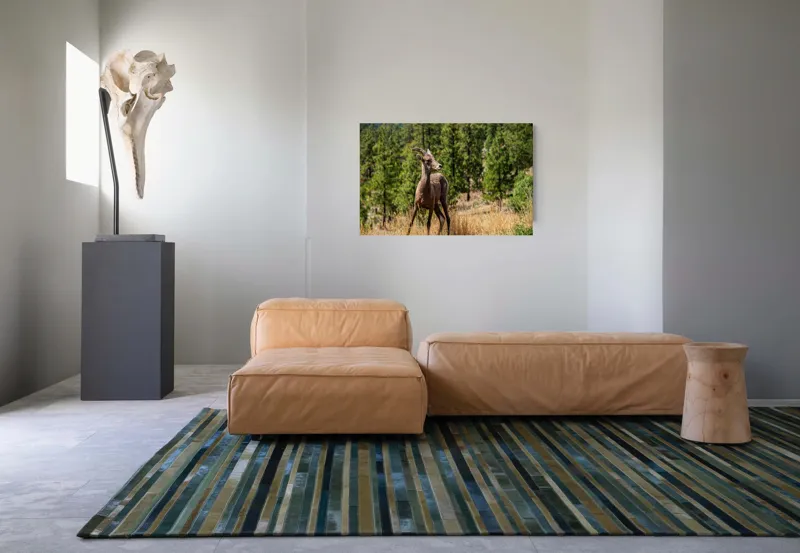 Tablou Canvas, "Capră sălbatică în pădurea de pini", Capră, Munți, Pădure, Iarbă, Cer Senin, Peisaj, Natură, Sălbăticie, 90 x 50 cm – poza 8