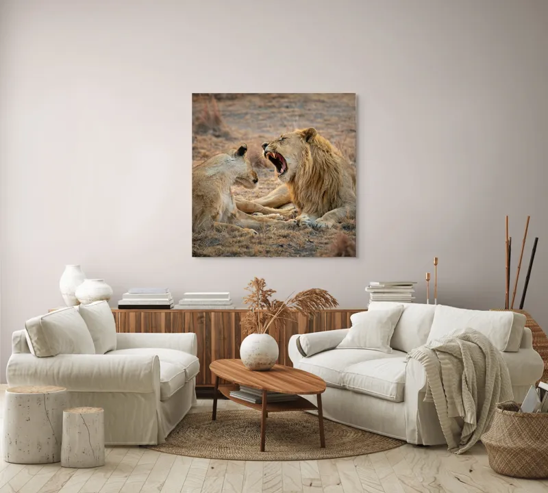 Tablou Canvas, "Leii odihnindu-se în savană africană", Leu, Leoaică, Savana, Tandrețe, Relaxează, Comunicare, Natura, Blană, Serenitate, Interacțiune, 100 x 100 cm – poza 3