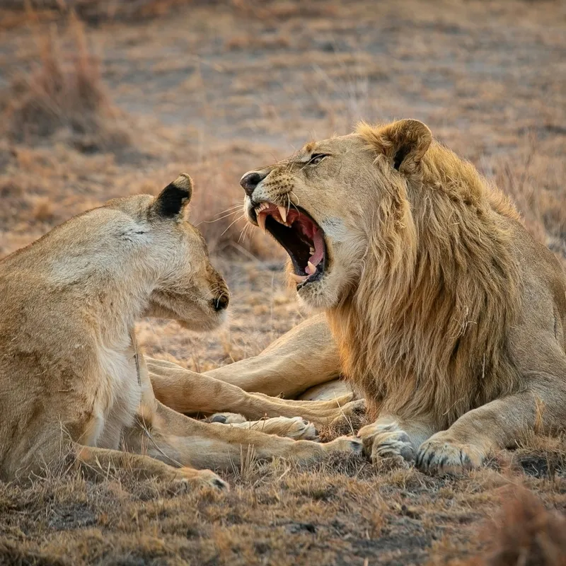 Tablou Canvas, "Leii odihnindu-se în savană africană", Leu, Leoaică, Savana, Tandrețe, Relaxează, Comunicare, Natura, Blană, Serenitate, Interacțiune, 100 x 100 cm – poza 2