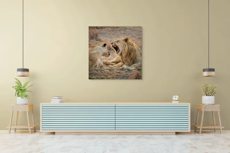 Tablou Canvas, "Leii odihnindu-se în savană africană", Leu, Leoaică, Savana, Tandrețe, Relaxează, Comunicare, Natura, Blană, Serenitate, Interacțiune, 100 x 100 cm – poza 5
